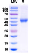 Recombinant Human CD158z/KIR3DL3 Protein, C-His