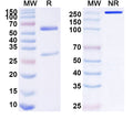 SDS-PAGE for Anti-Human CD158z/KIR3DL3 Antibody (SAA1605)