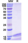SDS-PAGE for Anti-Human CD217/IL17RA Nanobody (SAA1266)