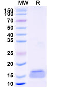 SDS-PAGE for Anti-Human PCSK9 Nanobody (SAA1344)