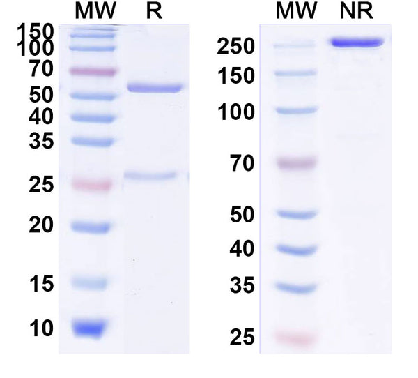 Anti-Human Proprotein Convertase 9/PCSK9 Reference Antibody (Evolocumab) – Figure 1 of 2