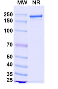 Anti-Human Proprotein Convertase 9/PCSK9 Reference Antibody (Bococizumab) – Figure 1 of 2
