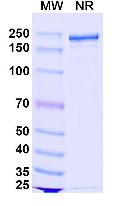 Anti-Human Proprotein Convertase 9/PCSK9 Reference Antibody (Bococizumab) – Figure 1 of 2