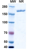 Anti-Human Proprotein Convertase 9/PCSK9 Reference Antibody (Lodelcizumab) – Figure 1 of 2