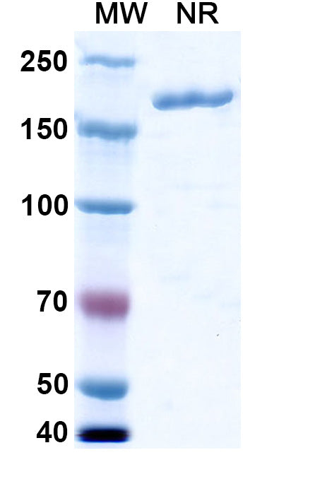 Anti-Human Proprotein Convertase 9/PCSK9 Reference Antibody (Lodelcizumab) – Figure 1 of 2