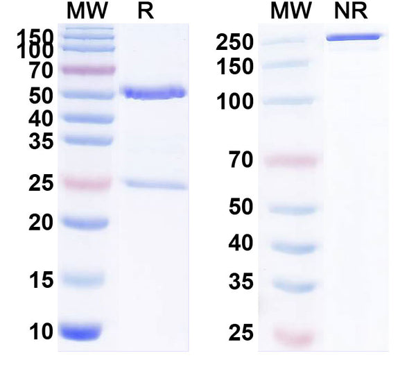 Anti-Human Proprotein Convertase 9/PCSK9 Reference Antibody (Ralpancizumab) – Figure 1 of 1
