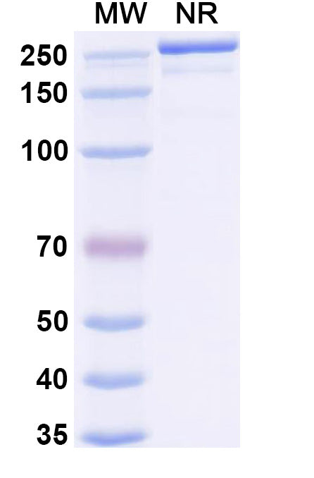 Anti-Human Proprotein Convertase 9/PCSK9 Reference Antibody (Tafolecimab) – Figure 1 of 1