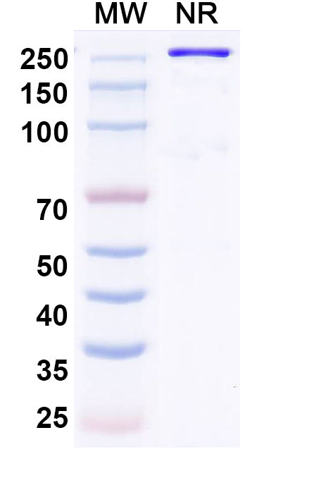 Anti-Human Proprotein Convertase 9/PCSK9 Reference Antibody (Recaticimab) – Figure 1 of 1
