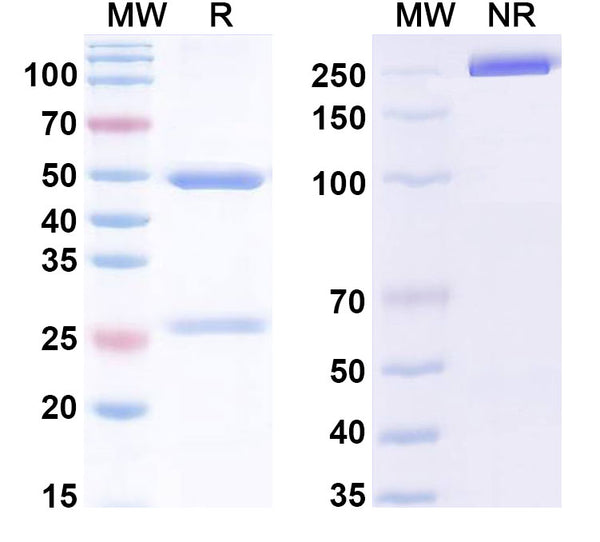 Research Grade Ticalicibart – Figure 1 of 1