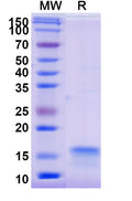 SDS-PAGE for Anti-Human IL12RB2 Nanobody (SAA1301)
