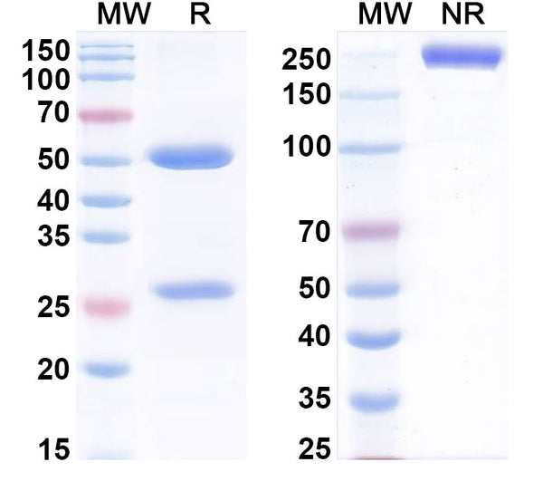 SDS-PAGE for InVivoMAb Anti-Human PDGFD (Iv0074)