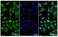 Hela cells were fixed with 4% paraformaldehyde for 20 minutes, followed by blocking with 5% goat serum for 1 hour. The cells were then incubated with a primary antibody targeting CRYL1 (HV315014) at a concentration of 23.75 ug/ml overnight at 4°C. Afterward, the cells were incubated with a secondary antibody, Goat Anti-Rabbit IgG (Alexa Fluor-488) for 50 minutes at room temperature. The localization of CRYL1 was visualized (shown in green), and nuclear DNA was stained with DAPI (shown in blue).