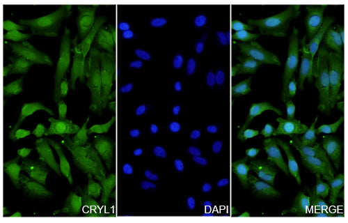 Hela cells were fixed with 4% paraformaldehyde for 20 minutes, followed by blocking with 5% goat serum for 1 hour. The cells were then incubated with a primary antibody targeting CRYL1 (HV315014) at a concentration of 23.75 ug/ml overnight at 4°C. Afterward, the cells were incubated with a secondary antibody, Goat Anti-Rabbit IgG (Alexa Fluor-488) for 50 minutes at room temperature. The localization of CRYL1 was visualized (shown in green), and nuclear DNA was stained with DAPI (shown in blue).