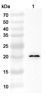 Western blot analysis was performed using anti-IFNL2 polyclonal antibody at 1ug/mL on various samples.
Lane 1: K562 cell lysate