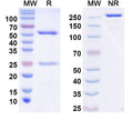 Anti-Human FCAR/CD89 Reference Antibody (Nebaprubart) – Figure 1 of 1