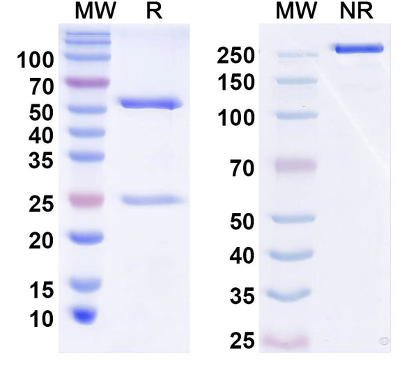 Anti-Human FCAR/CD89 Reference Antibody (Nebaprubart) – Figure 1 of 1