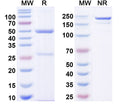 SDS-PAGE for InVivoMAb Anti-Human/Mouse ANGPTL4 Antibody (Iv0129).