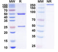 SDS-PAGE for Anti-Human CD93/C1qR Antibody (SAA2252)