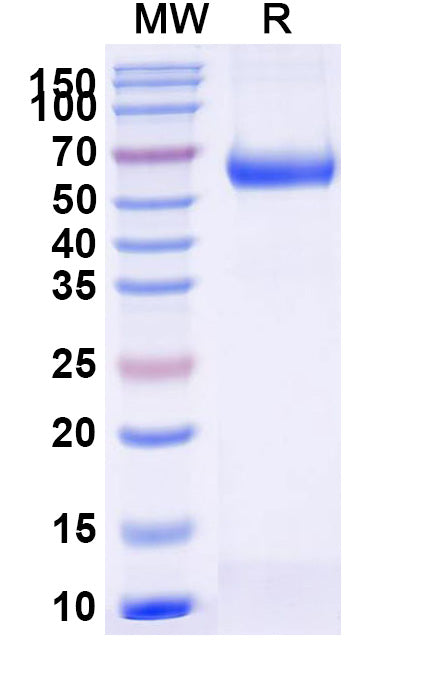 Recombinant Human CD93 Protein, C-Fc