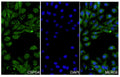 U2OS cells were fixed with 4% paraformaldehyde for 20 minutes, followed by blocking with 5% goat serum for 1 hour. The cells were then incubated with a primary antibody targeting CSPG4 (HV349014) at a concentration of 28 ug/ml overnight at 4°C. Afterward, the cells were incubated with a secondary antibody, Goat Anti-Rabbit IgG (Alexa Fluor-488) for 50 minutes at room temperature. The localization of CSPG4 was visualized (shown in green), and nuclear DNA was stained with DAPI (shown in blue).