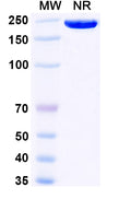 Anti-Human NG2/MCSP Reference Antibody (Tecnemab-K-1) – Figure 1 of 1