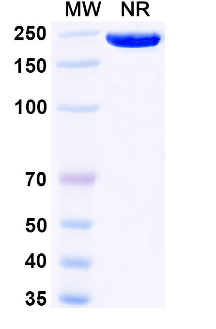 Anti-Human NG2/MCSP Reference Antibody (Tecnemab-K-1) – Figure 1 of 1