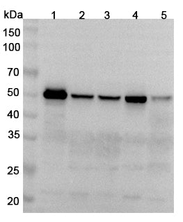 Western blot analysis was performed using anti-LEF1 polyclonal antibody at 1μg/ml on various samples.
Lane 1: Jurkat cell lysate
Lane 2: HepG2 cell lysate
Lane 3: BxPC3 cell lysate
Lane 4: K562 cell lysate
Lane 5: Mouse thymus lysate