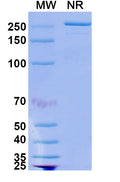 Anti-Human LINGO1 Reference Antibody (Opicinumab) – Figure 1 of 1