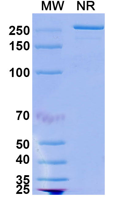 Anti-Human LINGO1 Reference Antibody (Opicinumab) – Figure 1 of 1