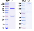 SDS-PAGE for Anti-Human CD329/SIGLEC9 Antibody (SAA1635).