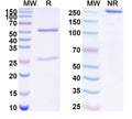 Detects CD329 in indirect ELISA.