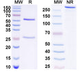 SDS-PAGE for Anti-Human ADAMTS5 Antibody (12F4).