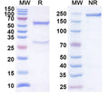 Anti-Human CD272/BTLA Reference Antibody (22B3) – Figure 1 of 1
