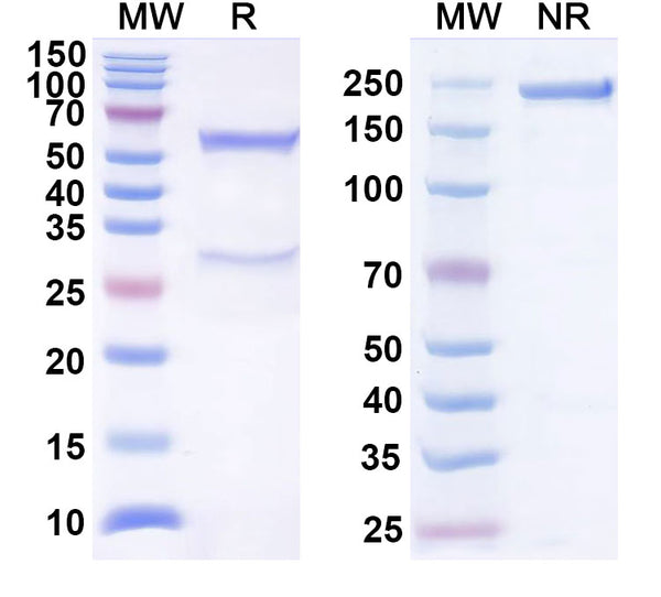 Anti-Human CD272/BTLA Reference Antibody (22B3) – Figure 1 of 1