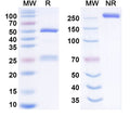 Anti-Human BTLA Reference Antibody (Zadoprubart) – Figure 1 of 1