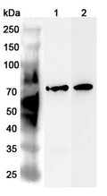 Western blot analysis was performed using anti-STAM polyclonal antibody at 1ug/mL  on various samples.
Lane 1: Mouse brain lysate
Lane 2: Rat brain lysate