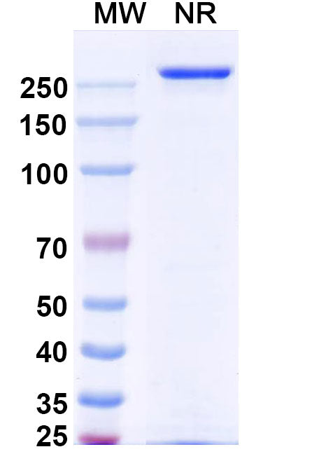 Anti-Human STEAP1 Reference Antibody (Vandortuzumab) – Figure 1 of 1