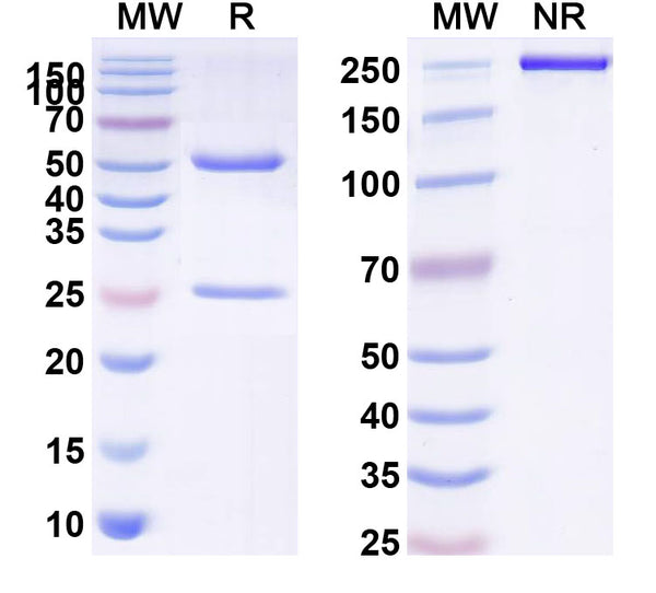Anti-Human IL1RL2/IL-36R Reference Antibody (Recibokibart) – Figure 1 of 1