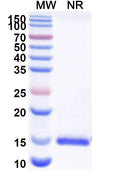 SDS-PAGE for Anti-Human CD112/Nectin-2/PVRL2 Nanobody (SAA2116).