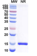 SDS-PAGE for Anti-Human CD112/Nectin-2/PVRL2 Nanobody (SAA2117).