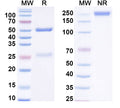 SDS-PAGE for Anti-Human FGF13 Antibody (N235/22R)