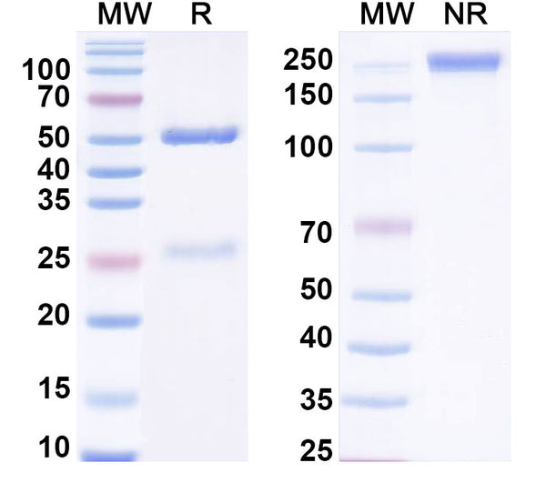 SDS-PAGE for Anti-Human FGF13 Antibody (N235/22R)