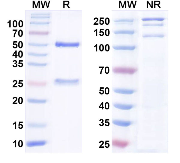 SDS-PAGE for Anti-FGF13/FHF2 Antibody (N225/28)