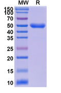 SDS-PAGE for Anti-Human IL23R Nanobody (SAA2269)