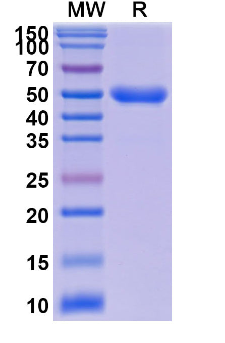 SDS-PAGE for Anti-Human IL23R Nanobody (SAA2269)