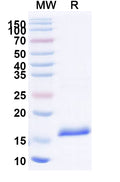 SDS-PAGE for Anti-Human IL23A/IL-23p19 Nanobody (SAA1160).