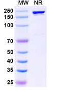 Anti-Human IL‑23 p19 Reference Antibody (Mirikizumab) – Figure 1 of 1