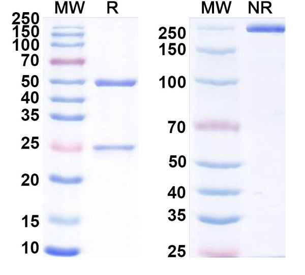 SDS-PAGE for Anti-Human IL23A Antibody (SAA0312)