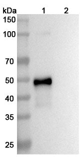 SEC-HPLC detection for Anti-Human IL23A Antibody (ABS0131).