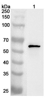 Western blot analysis was performed using anti-PYGO2 polyclonal antibody at 1ug/mL  on various samples.
Lane 1: 293T cell lysate